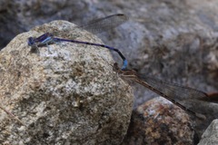 Argia munda