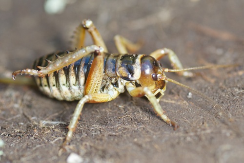 Mountain Stone Weta photo 3