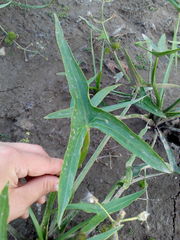 Sagittaria sagittifolia