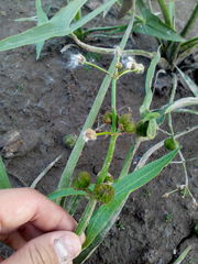 Sagittaria sagittifolia