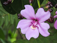 Meriania nobilis
