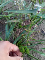 Sagittaria sagittifolia