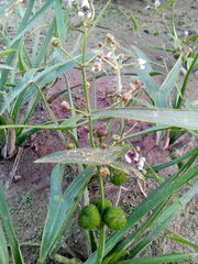 Sagittaria sagittifolia