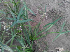 Sagittaria sagittifolia