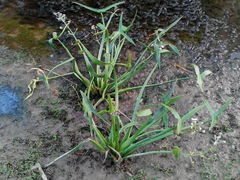 Sagittaria sagittifolia
