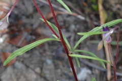 Clarkia gracilis gracilis