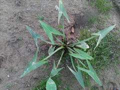 Sagittaria sagittifolia