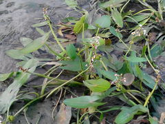 Sagittaria sagittifolia