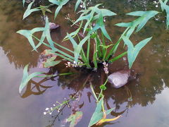 Sagittaria sagittifolia
