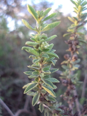 Lippia turbinata