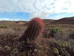 Ferocactus gracilis gracilis