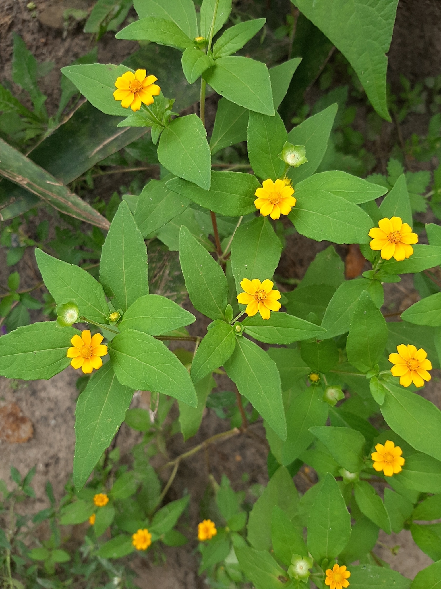 Melampodium divaricatum