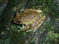 Craugastor aurilegulus