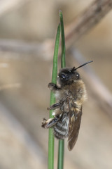 Andrena nycthemera
