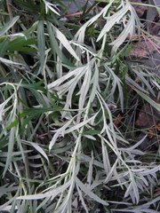 Artemisia umbrosa
