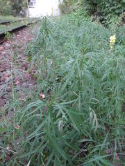 Artemisia umbrosa