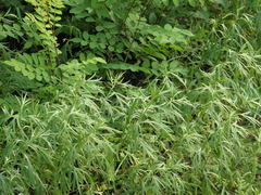 Artemisia umbrosa