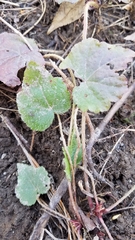 Heuchera richardsonii