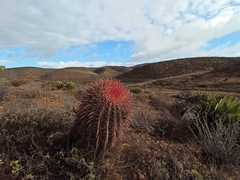 Ferocactus gracilis gracilis