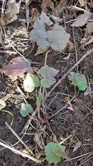 Heuchera richardsonii