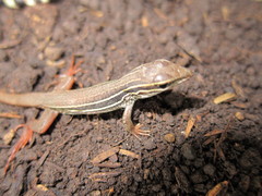 Aspidoscelis motaguae
