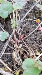 Heuchera richardsonii