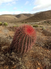 Ferocactus gracilis gracilis