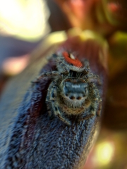 Phidippus phoenix