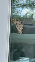 Iridopsis defectaria