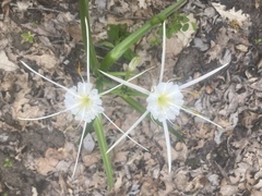 Hymenocallis liriosme