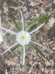 Hymenocallis liriosme
