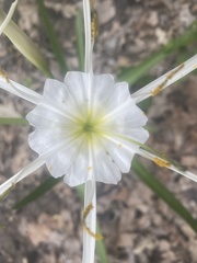 Hymenocallis liriosme