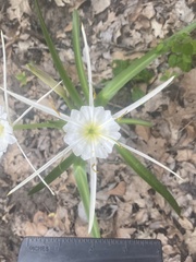 Hymenocallis liriosme
