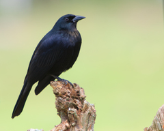 Ptiloxena atroviolacea