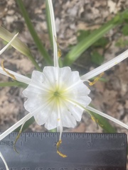 Hymenocallis liriosme