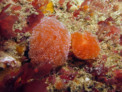 Aplidium elegans