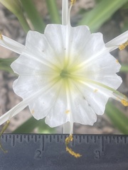 Hymenocallis liriosme