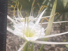 Hymenocallis liriosme