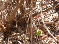 Aspidoscelis motaguae