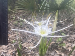 Hymenocallis liriosme