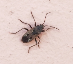 Rhyparochromus