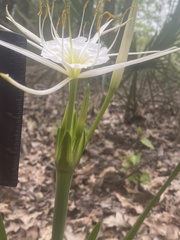 Hymenocallis liriosme