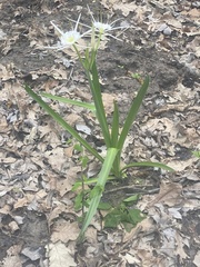 Hymenocallis liriosme