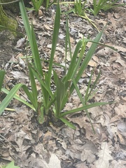 Hymenocallis liriosme