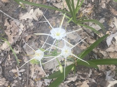 Hymenocallis liriosme