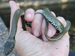 Natrix astreptophora