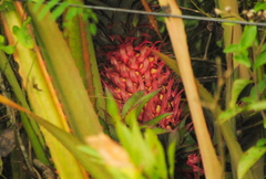 Ananas comosus bracteatus