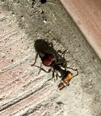 Darditilla amabilis