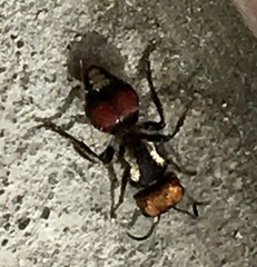 Darditilla amabilis