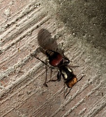 Darditilla amabilis